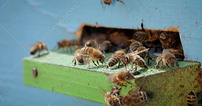 Honey bees fly near a beehive. Bees are best known to humans for their ecological roles as pollinators. Honey bees flying into