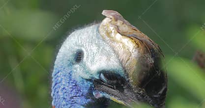 Southern cassowary (Casuarius casuarius),