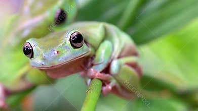 Australian Green Tree Frog