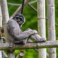 Silvery gibbon, Hylobates moloch in a German park