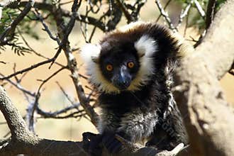 The black and white ruffed lemur