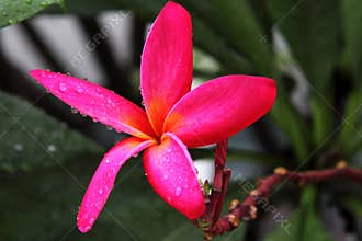 Red Plumeria rubra