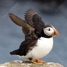 Atlantic Puffin at Elliston, Newfoundland, Canada