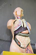 Model of human torso