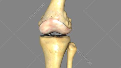 Knee joint