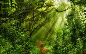 Asian rain forest