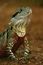 Australian Water Dragon