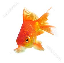 Gold fish