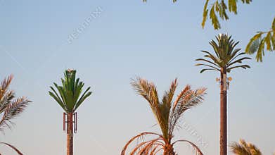 Two Telephone tower in the form of a palm tree