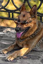 Lazy German Shepherd Dog with Sunglass on face.