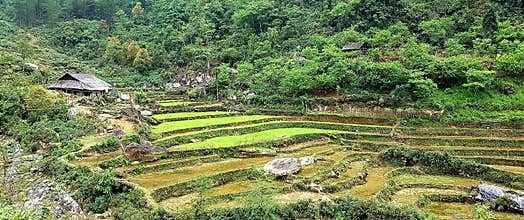 April on rice fields of Sa Pa