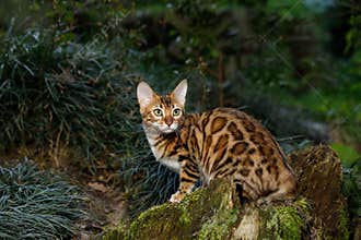 Bengal Cat outdoor