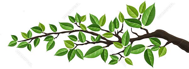 Horizontal banner with isolated tree branch with green leaves