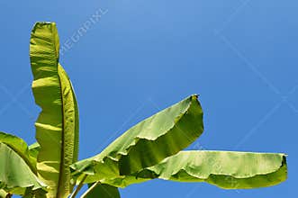 Banana leaf