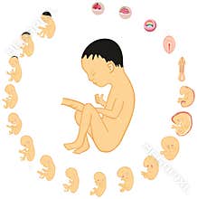 Human Fetus Development and Formation Stages Anatomy