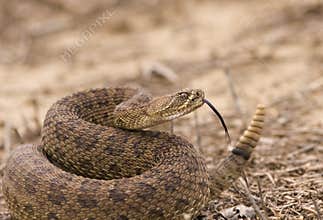 Rattlesnake