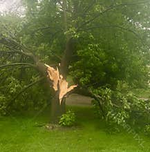 Tree knocked down due to heavy winds