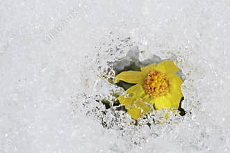 New Hope Concept; A Bright future Climate changes for the better