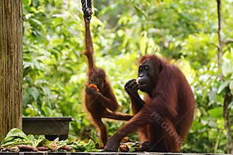 Mother and baby orangutans rehabilitation Borneo, Malaysia
