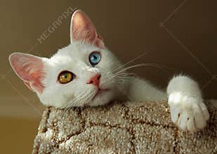 Turkish Van cat