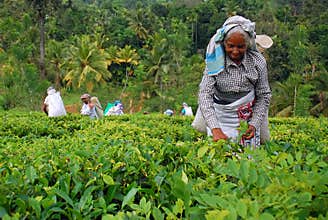 Tea Workers at the Tea Plantation in Sri Lanka