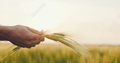 Farmer checking wheat quality before harvesting.