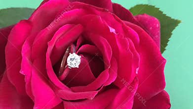 Diamond ring in blossoming out red rose