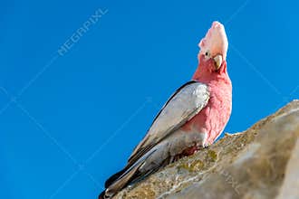 Galah parrot