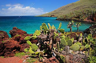 Galapagos prickly pear on Rabida Island in Galapagos National Pa