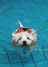 Dog in pool