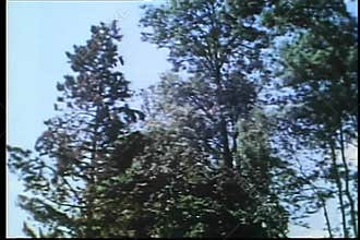 Low angle view tree falling