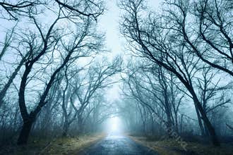 Mysterious dark autumn forest in green fog with road, trees.