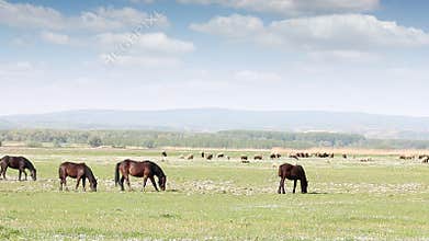 Farm animals on pasture