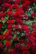 Roses background