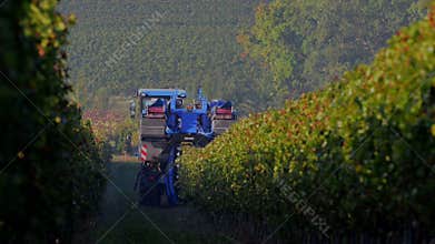 Grape Harvest Machine - Bordeaux Vineyard