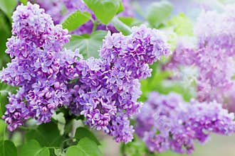 Spring branch of lilac flowers, natural background, lovely landscape of nature
