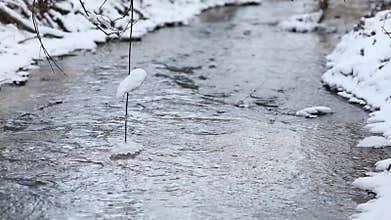 Ice water running in a fast spring stream. Tree branches touching creek water