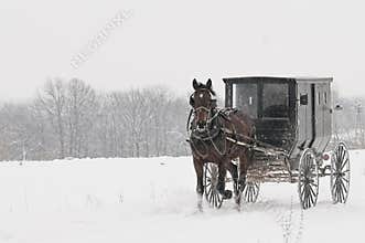 Amish horse and buggy,snow,storm