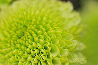 Green Chrysanthemum