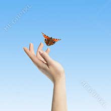 The Butterfly in your hands