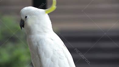 Cockatoo Parrot
