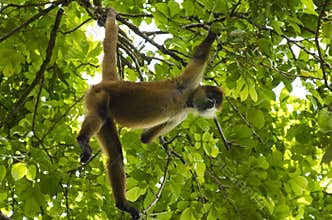 Spider Monkey Costa Rica