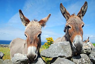 Two Irish Donkeys