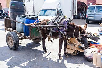 Donkey Marrakech