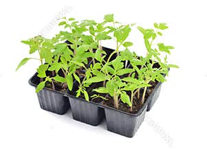 Tomato seedlings isolated