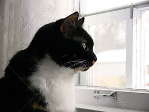 Kitchen Cat 3