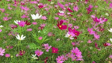 Beautiful flowers field