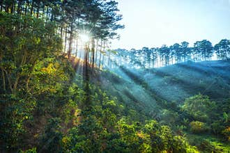 Ray of sunshine early in the pine forest Dalat