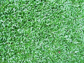 Green grass field backgroun, texture
