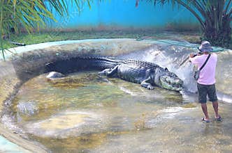 Biggest crocodile in captivity.